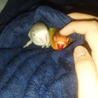 گمشده|حیوانات|بندر گناوه, |دیوار