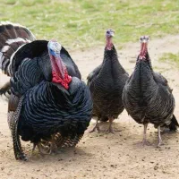 تعدادی از بوقلمون های برنز چاق طبیعی