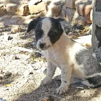 سگ پاکوتاه|سگ|بیرجند, |دیوار