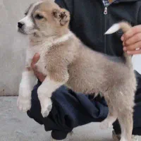 سگ سرابی|سگ|بیستون, |دیوار