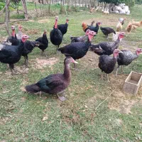 فروش بوقلبون و اردک های روسی بالغ و نزدیک به کشتار|حیوانات مزرعه|مرزیکلا, |دیوار