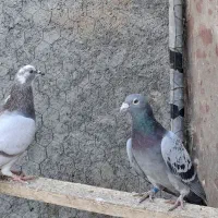 پلاکی نر|پرنده|پیر بکران, |دیوار