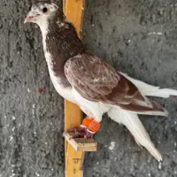 کفتر رنگه پرشی ابلغ دمبی سوسکی چپ|پرنده|مشهد, آزادشهر|دیوار