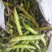 باقالی تازه شمال سبزدرجه یک