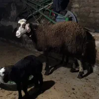 میش و بره شیشک   گوسفند