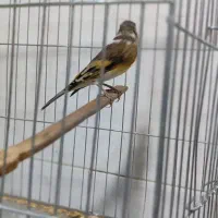 سهره قناری|پرنده|بانه, |دیوار