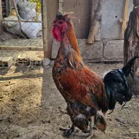 خروس نژاد زینتی