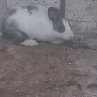 خرگوش