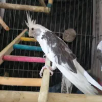 عروس هلندی نر