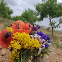 باغ-بادام-مناسب-گلخانه-با-بهترین-موقعیت