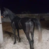 مادیان|اسب و تجهیزات اسبسواری|همدان, |دیوار