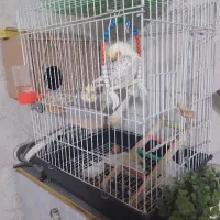 عروس هلندی نر و ماده