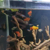 پلاتی|ماهی|خرمدره, |دیوار