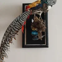 مجسمه خروس طلایی