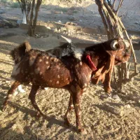 کهره چپش پاکستانی|حیوانات مزرعه|شیراز, شهرک والفجر|دیوار