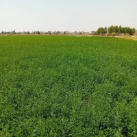 استخدام راننده تراکتور ماهر
