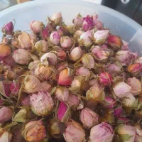 غنچه گل محمدی کاملااورگانیگ ازبهترین مزارع