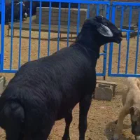 قوچ قره چال اصل موسیم