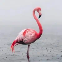 راهنمایی درمان افسردگی