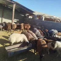 بره نر|حیوانات مزرعه|اصفهان, ورزشگاه نقش جهان|دیوار