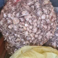 موسیر