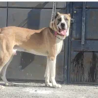 سگ خراسانی نر نسل پلنگ پورحاتم|سگ|ماهدشت, |دیوار