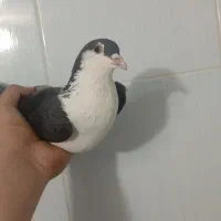 شیراز خوشگل