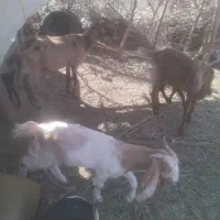 فروشی|حیوانات مزرعه|کهنوج, |دیوار