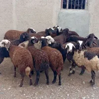 بره ماده شیشک|حیوانات مزرعه|بروجرد, |دیوار