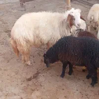 ورن زرد کژل به شرط پرش