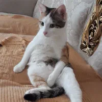 گربه ماده