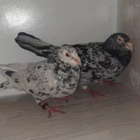 کفتر جفت سار سرور با جوجه درجه یک معاوضه با..