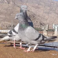 2جفت کفتر درجه 1