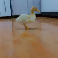 شوش|مبلمان خانگی و میز عسلی|شوش, |دیوار