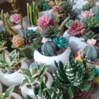 پخش عمده ی گلهای تزئینی(مراغه)|گل مصنوعی|مراغه, |دیوار