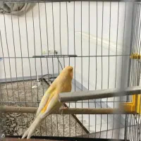 قناری مست بعاوضه با سهره