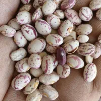 لوبیا چیتی سرحد