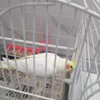 یک جفت عروس هلندی