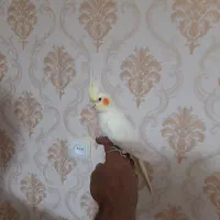 عروس هلندی