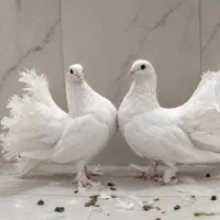 2عدد کفتر دم چتری (جفتگاه) تزئینی و خوشگل