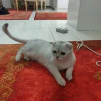 یک عدد گربه نژاد دار