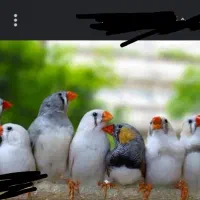 فنچ روی تخم مرغ عشق روی تخم معاوضه با پرنده