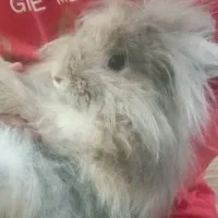 خرگوش|موش و خرگوش|اردبیل, |دیوار