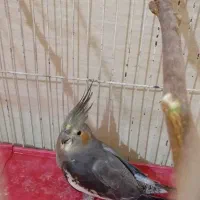 عروس هلندی