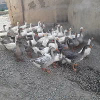 غاز غازجوان غاز گوشتی غاز محلی غازچاق قاز