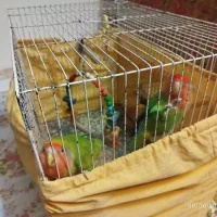 جفت طوطی کوتوله برزیلی با جوجه