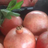 انار رباب|خوردنی و آشامیدنی|شیراز, نصر|دیوار