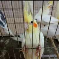 عروس هلندی چشم شرابی