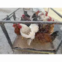 خروس ومرغ وبوقلومون کردی|حیوانات مزرعه|سرپل ذهاب, |دیوار