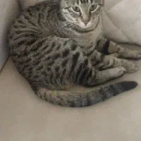 گربه ماده  نژاد Dsh